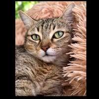 Eris, chatte à adopter