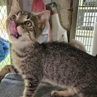 DESPÉ, chatte à adopter