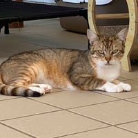 WAFFLE, chat à adopter
