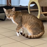 WAFFLE, chat à adopter