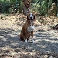 Spooner, chien à adopter