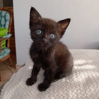 ULYSSE, chat à adopter