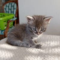ANTHEA, chatte à adopter