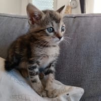 MYA, chatte à adopter