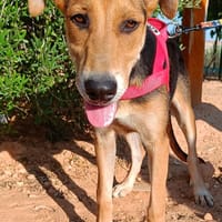 CALIMA (Animalea), chienne à adopter