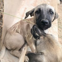 ELLY (Rescate), chien à adopter