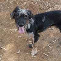 EMILY (Maria), chienne à adopter