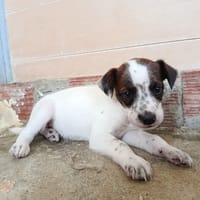 ERIK (union animal), chien à adopter