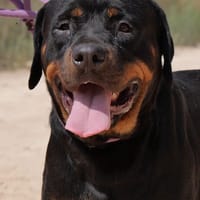 HELEN (Maria), chienne à adopter