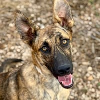 HUGO (Maria), chien à adopter