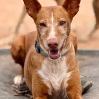 JIMBO (Maria), chien à adopter