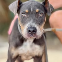 NOAH (Maria), chien à adopter