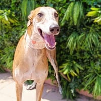 LEO, chien à adopter