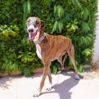 MILAN, chien à adopter