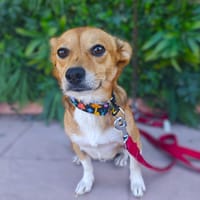 FERMIN, chien à adopter