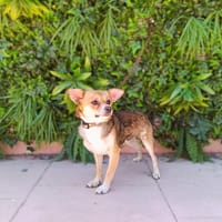 FRED, chien à adopter