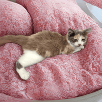 Deesse, chatte à adopter
