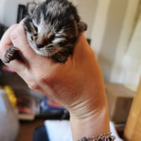 akibou, chat à adopter
