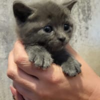 arthanis, chatte à adopter