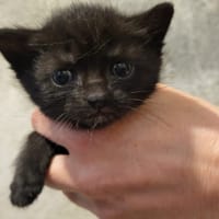 furie, chatte à adopter