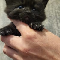 aston, chat à adopter