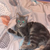MIA, chatte à adopter