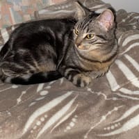 NALA, chatte à adopter