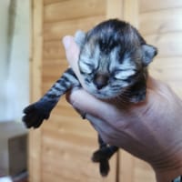 amy, chatte à adopter