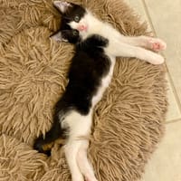 LYLA (EX SHARPAY), chatte à adopter