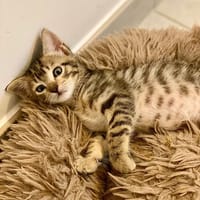LÉO (EX TROY), chat à adopter