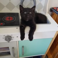 noisette, chatte à adopter