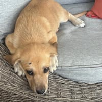 PRANE, chienne à adopter