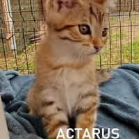 ACTARUS, chat à adopter