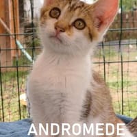 ANDROMEDE, chat à adopter