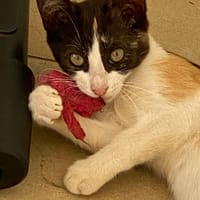 GIGI, chatte à adopter