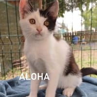 ALOHA, chatte à adopter
