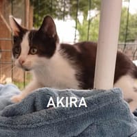 AKIRA, chatte à adopter