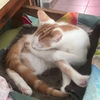 PONYO, chat à adopter