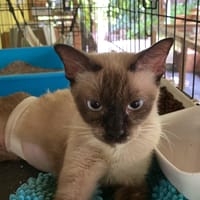 MIOU MIOU, chatte à adopter
