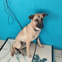 AIKA, chienne à adopter