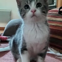 ARYA, chatte à adopter
