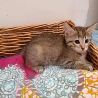 ROSIE, chatte à adopter