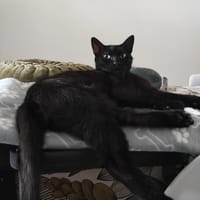 ALOHA, chat à adopter