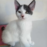 ALLOS, et sa maman PENELOPE, chat à adopter