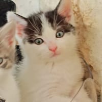 CARUSO, chat à adopter