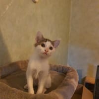 BULLE, chatte à adopter