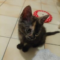 malia, chatte à adopter