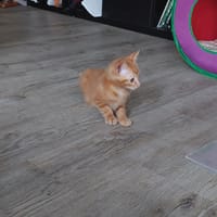 archi, chat à adopter
