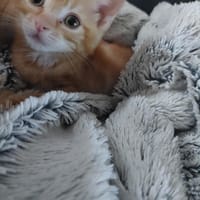SAFRANE, chatte à adopter