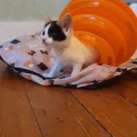 FARFALA, chatte à adopter
